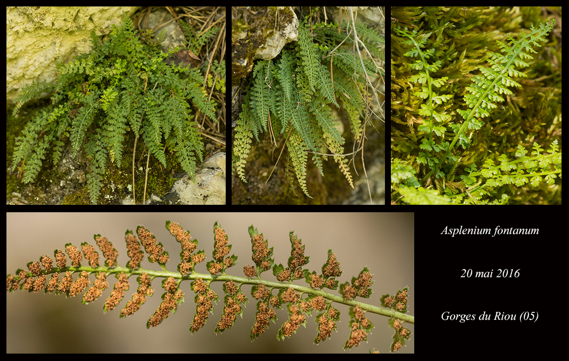 Asplenium fontanum